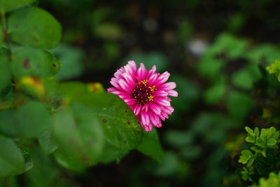 Close-up of pink flower blooming outdoors