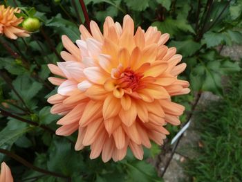 Close-up of orange flower blooming outdoors