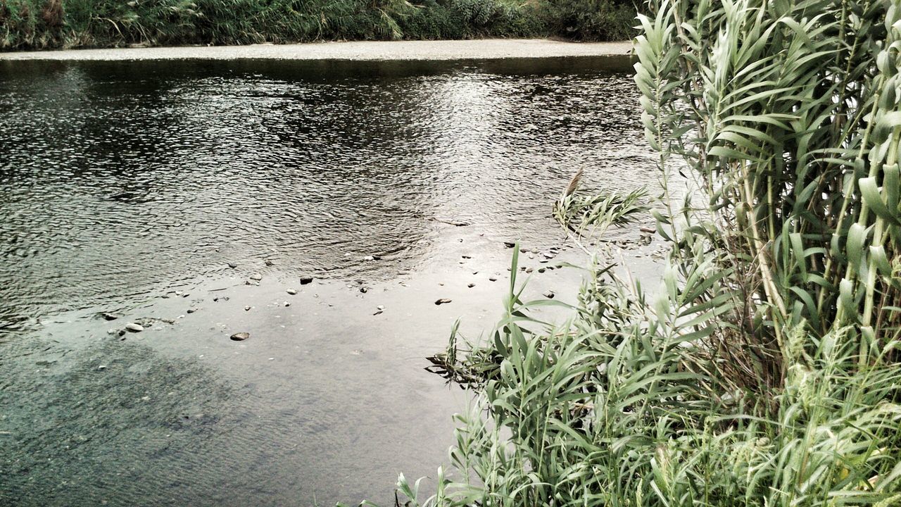 water, reflection, lake, tranquility, nature, bird, grass, animal themes, growth, plant, animals in the wild, beauty in nature, wildlife, pond, tranquil scene, waterfront, rippled, high angle view, outdoors, no people