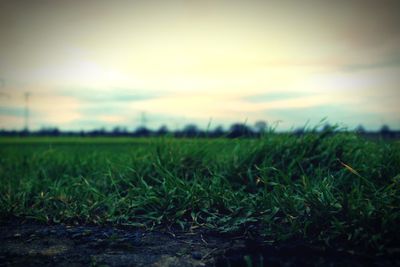 Close-up of grass on field against sky