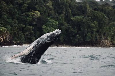 Whale jumping close to nuqui, colombia.