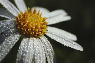 Close-up of water drops on yellow flower