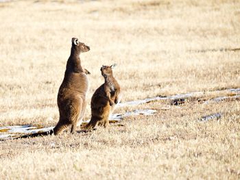 Kangaroo mother and joey