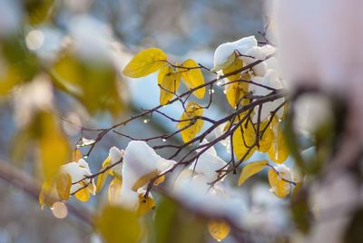 Close-up of yellow flowering plant