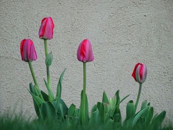 Close-up of pink flowers