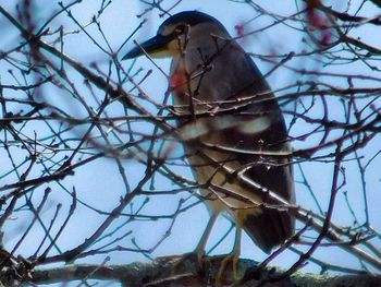 Low angle view of bird perching on tree against sky