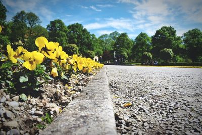 Close-up of yellow flowers growing on landscape