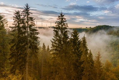 Fog over the forest at mosel, germany