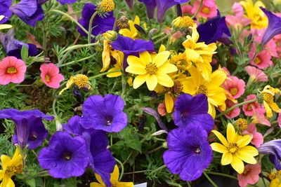 Close-up of purple flowering plants