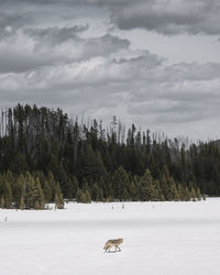 Coyote walking on snow covered landscape during winter