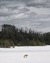 View of horse on snow covered landscape