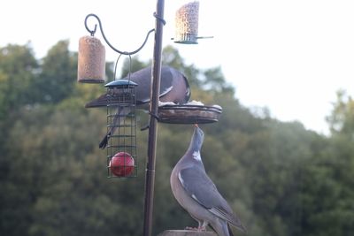 Close-up of bird perching on feeder