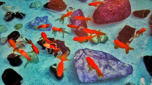 High angle view of fish swimming in pond