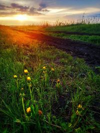 Scenic view of field against sky during sunset