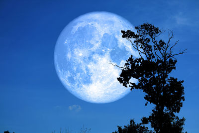 Low angle view of tree against sky