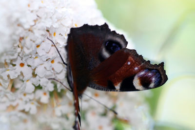 Close-up of insect on flower