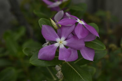 Close-up of purple flowering plant