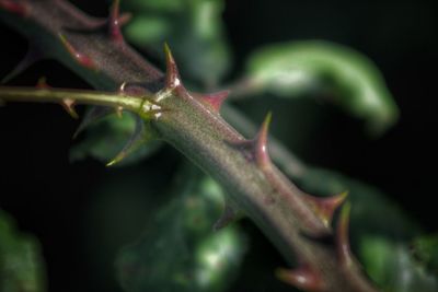 Close-up of plant against blurred background