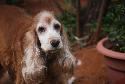 pet