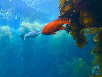 Close-up of fish in sea