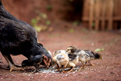 Closeup of brown hen with chicks looking for food