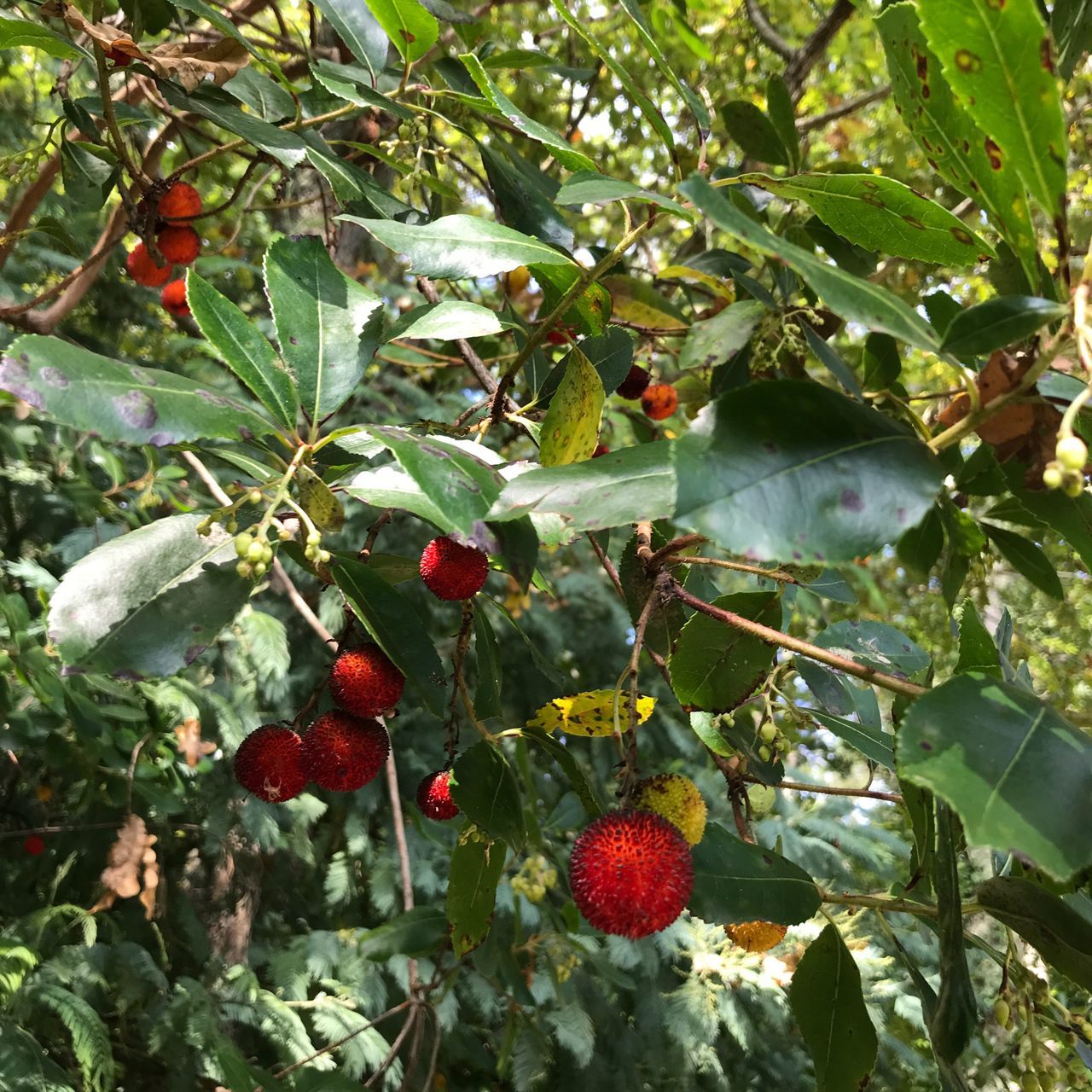 fruit, food and drink, food, growth, tree, berry fruit, leaf, red, healthy eating, nature, day, outdoors, freshness, green color, branch, unripe, no people, rowanberry, beauty in nature, close-up, hanging