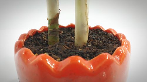 Close-up of potted plant against white background