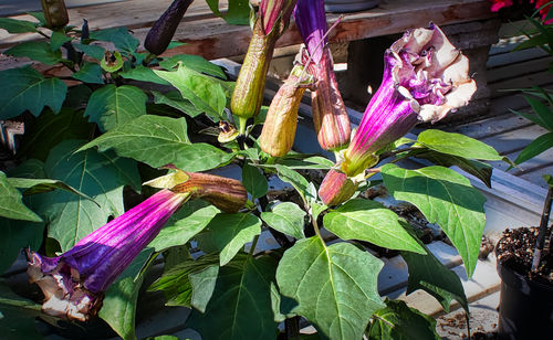 Close-up of purple flowering plant