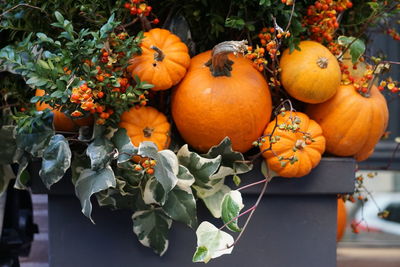 Close-up of pumpkins against plant