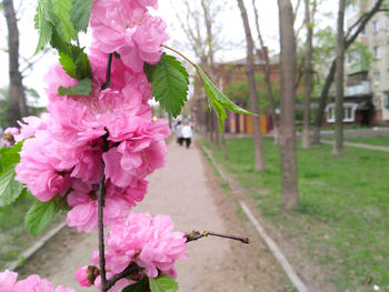 Close-up of pink flowers blooming on tree