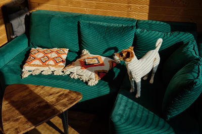 Dog standing on sofa in living room. stylish home interior with curious pet on place for relax