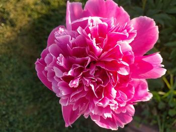 Close-up of pink flower