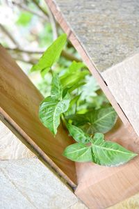 Close-up of wooden plant