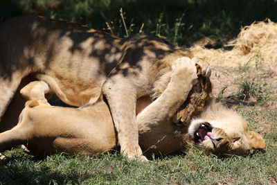 Lions fighting on field