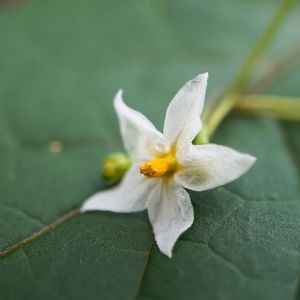 Close-up of white flower blooming outdoors