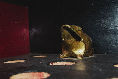 Close-up of snake on table