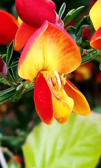 Close-up of red flowers blooming outdoors