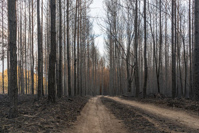 Dirt road amidst trees in forest