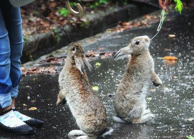 Side view of rabbits on ground