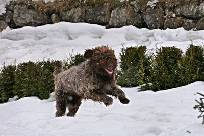 Dog on snow covered trees against sky