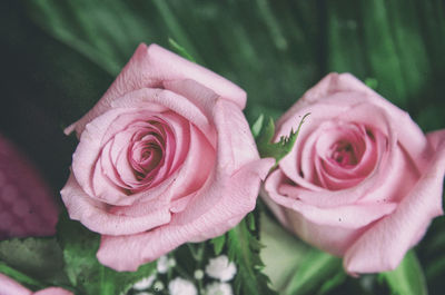 Close-up of pink rose