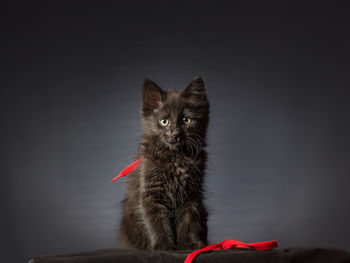 Portrait of cat looking away