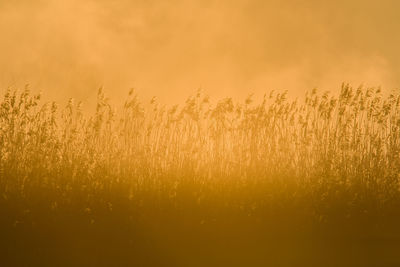 Scenic view of field against sky during sunset