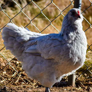 Close-up of a bird against fence