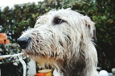 Close-up of dog outdoors