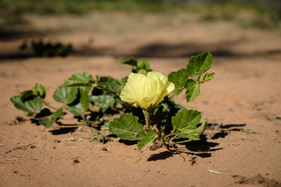 Close-up of green plant on land