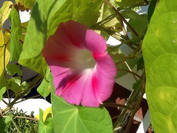 Close-up of pink flowers