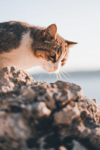 Close-up of a cat