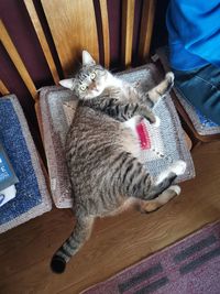 High angle view of cat relaxing on wooden floor