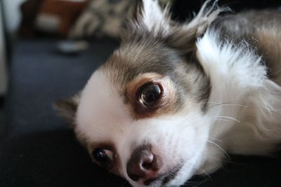 Close-up of a relaxed dog looking away